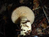 Lactarius californiensis image