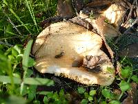 Russula brevipes image