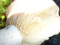 Russula brevipes image