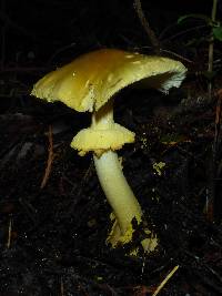 Amanita augusta image