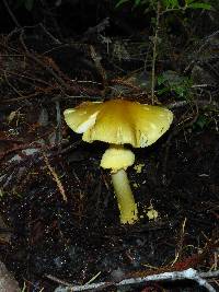 Amanita augusta image