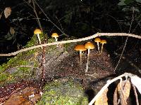 Galerina marginata image