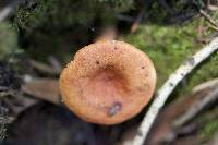 Lactarius rufulus image