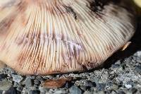 Lactarius californiensis image