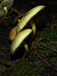 Hypholoma fasciculare image