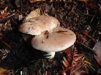 Lactarius californiensis image