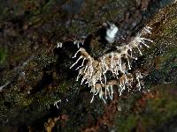 Image of Byssostilbe stilbigera