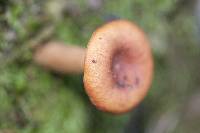 Lactarius rufulus image