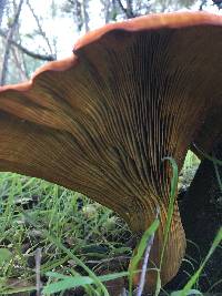 Omphalotus olivascens image