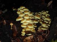 Hypholoma fasciculare image