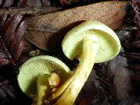 Hypholoma fasciculare image