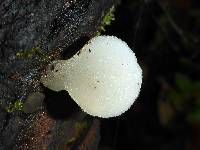 Pseudohydnum gelatinosum image