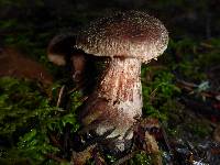 Armillaria sinapina image