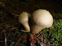 Lycoperdon perlatum image