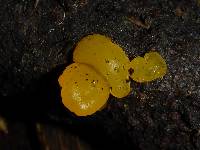 Tremella aurantia image