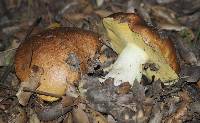 Suillus brevipes image