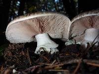 Agaricus hondensis image