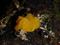 Tremella aurantia image