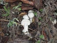 Hygrophorus eburneus image