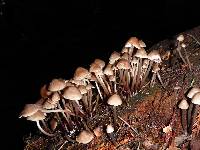 Mycena maculata image