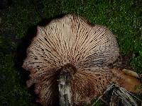 Armillaria sinapina image