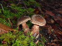 Armillaria sinapina image