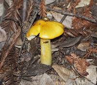 Hygrocybe acutoconica image