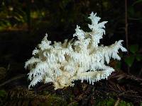 Hericium coralloides image