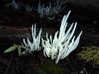 Clavaria fragilis image