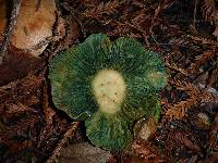 Lactarius rubrilacteus image