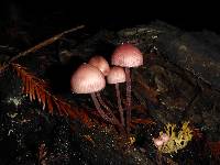 Mycena haematopus image