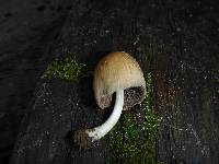 Coprinellus micaceus image