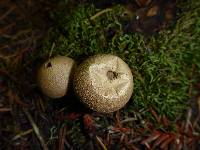 Lycoperdon perlatum image