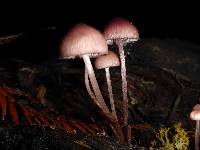 Mycena haematopus image