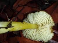 Hygrocybe acutoconica image