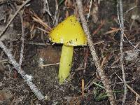 Hygrocybe acutoconica image