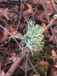 Evernia prunastri image