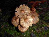 Mycena maculata image