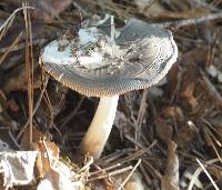 Amanita vaginata image