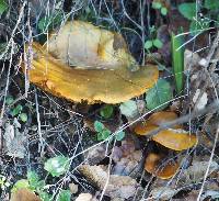 Omphalotus olivascens image