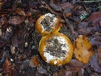 Amanita calyptroderma image