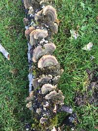 Trametes versicolor image