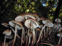 Mycena maculata image