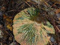 Lactarius deliciosus image