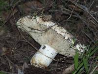 Russula brevipes image