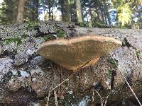 Fomitopsis pinicola image