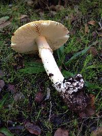 Amanita calyptroderma image