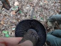 Cortinarius violaceus image