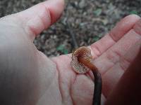 Phaeocollybia attenuata image