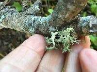 Evernia prunastri image